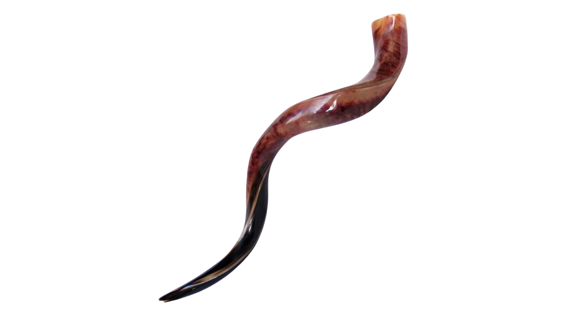 Antelope_Horn_Trumpet