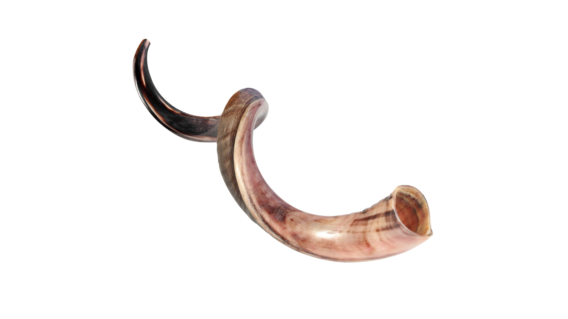Kudu_Horn
